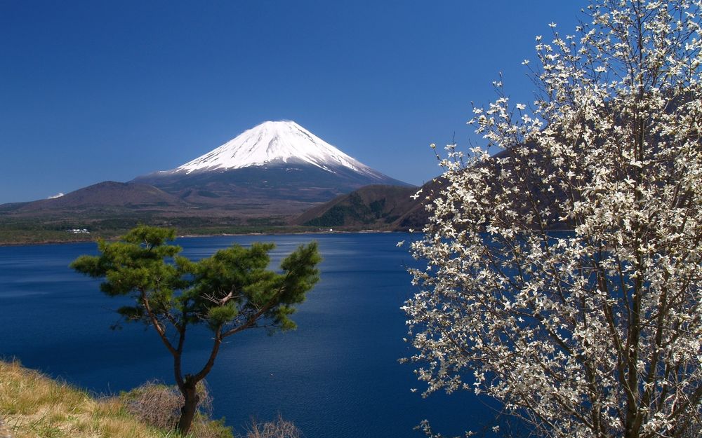 Обои для рабочего стола Священная гора Фудзияма, Япония, небо, море, деревья, на переднем плане дерево в цвету, весна