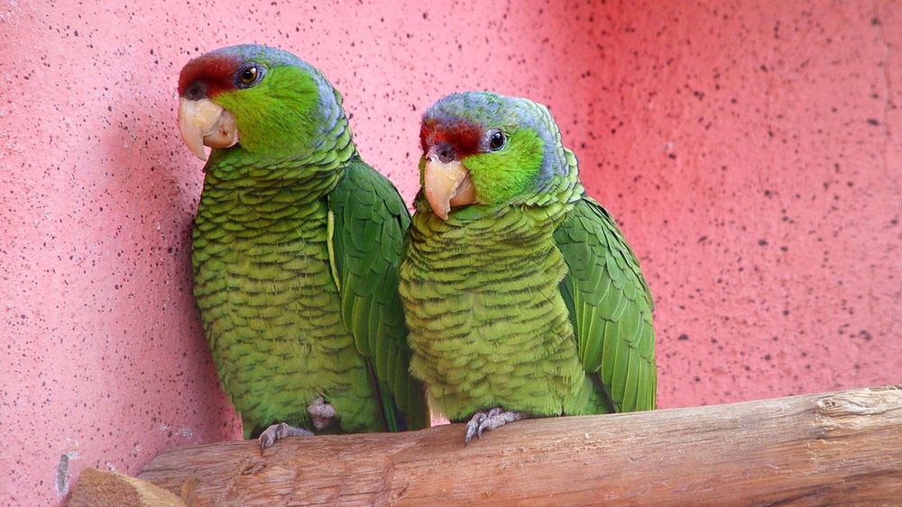 Обои для рабочего стола Парочка зеленых попугайчиков устроилась на жердочке, на фоне розовой в крапинку стены