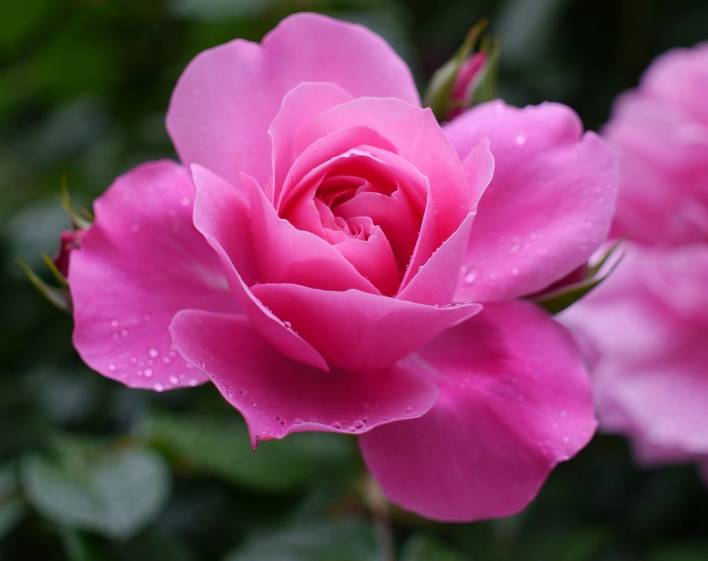 Обои для рабочего стола Розовая роза с каплями росы, by T. Kiya
