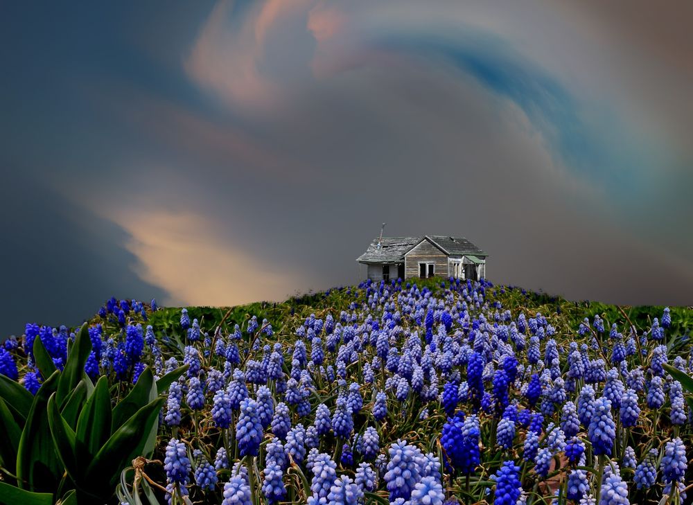 Обои для рабочего стола Деревянный домик в конце цветочного поля, by peter holme iii
