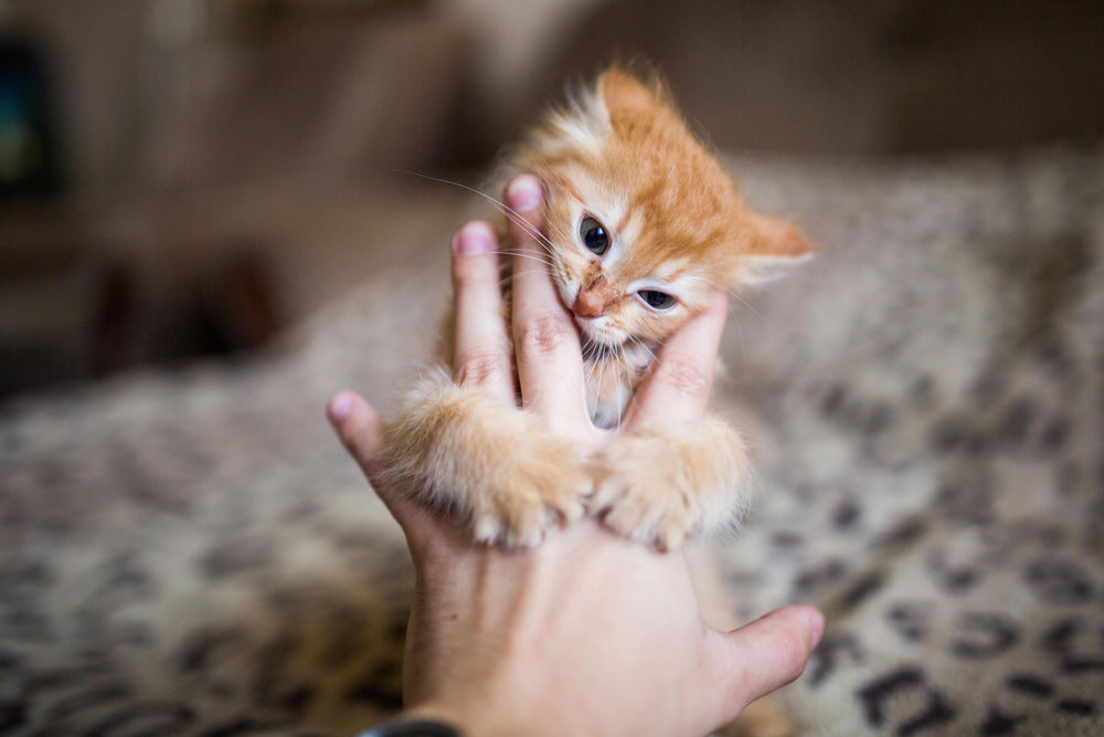 Обои для рабочего стола Рыжий котенок обнял руку хозяина, фотограф Stepan Tretyakov