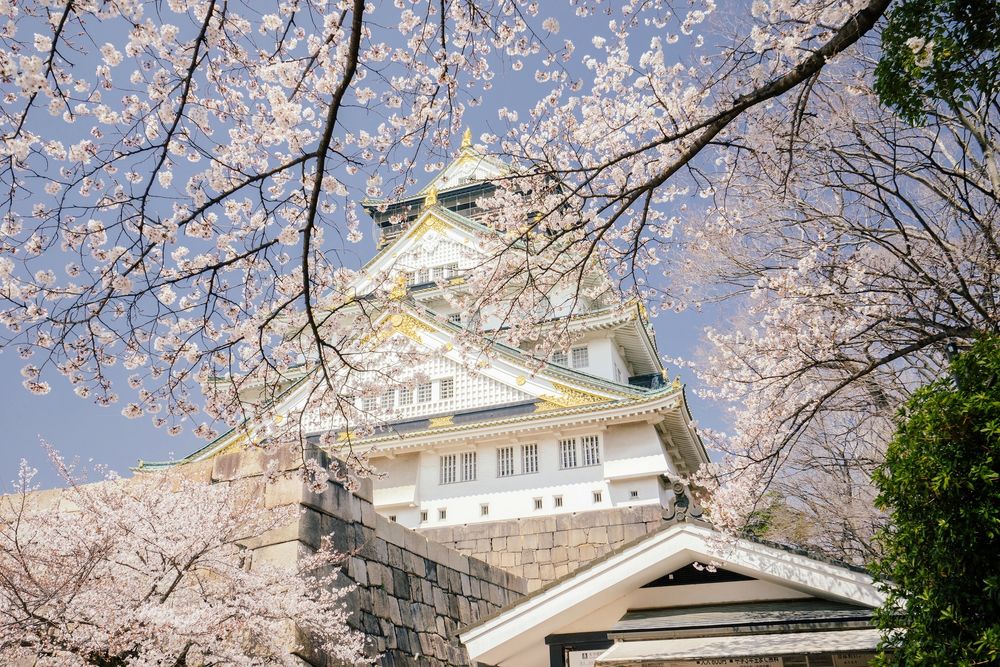 Обои для рабочего стола Цветущая сакура у Замка в Осаке / Osaka, Япония / Japan