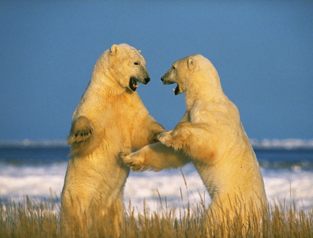 Обои для рабочего стола Churchill, Manitoba Canada / Черчиль, Манитоба Канада, белые медведи выясняют отношения в траве, на фоне снега и неба
