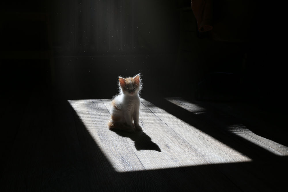 Обои для рабочего стола Маленький котенок сидит на полу, фотограф Инна Сухова