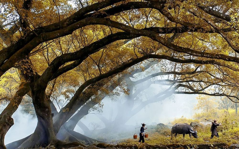Обои для рабочего стола Осень, крестьяне в этнических нарядах с буйволом на поле, деревья на переднем плане