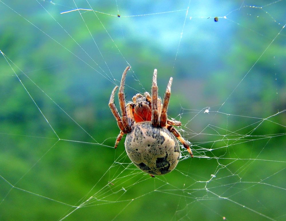 Паутина человека паука на зеленом фоне