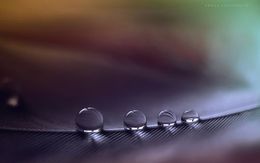 Обои на рабочий стол Четыре капли воды на перышке, Ammar Photography