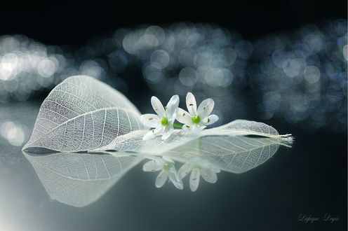 Обои на рабочий стол Белые цветы и листья на темном фоне, фотограф Lafugue Logos