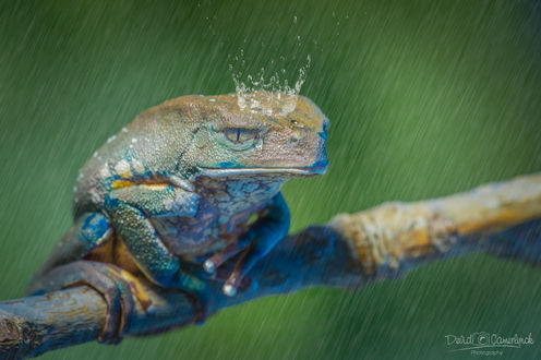 Обои на рабочий стол Лягушка с короной из воды под дождем, фотограф Devid Camerlynck