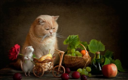 Обои на рабочий стол Коту исполнилось 8 лет, Феликс пришел поздравить Кота и принес много вкусных подарков, фотограф Елена Григорьева / Eleonora Grigorjeva