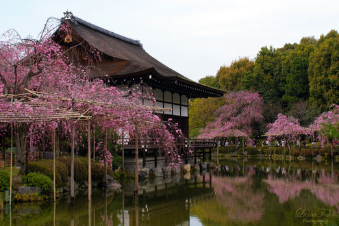 Обои на рабочий стол Сад святилища Хэйан-дзингу, Киото, Япония / Garden of the Heian Jingu, Kyoto, Japan, by LunaFeles