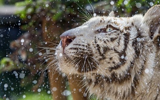 Обои на рабочий стол Белый тигр в брызгах воды