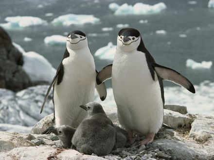 Обои на рабочий стол Семейство Антарктических пингвинов / Pygoscelis antarctica во льдах