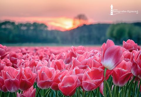 Обои на рабочий стол Поле розовых тюльпанов, by Fotografie-Egmond