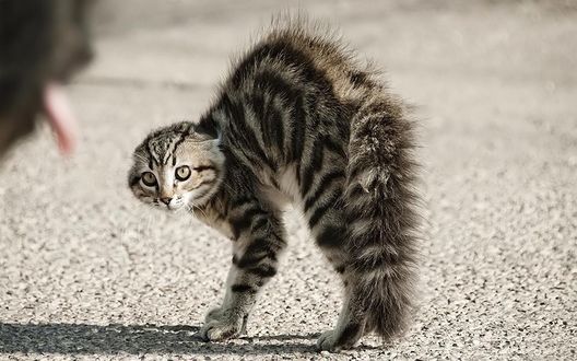 Обои на рабочий стол Испуганный полосатый котенок