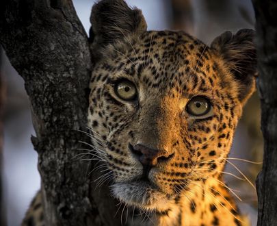 Обои на рабочий стол Леопард у дерева, фотограф Chris Fischer