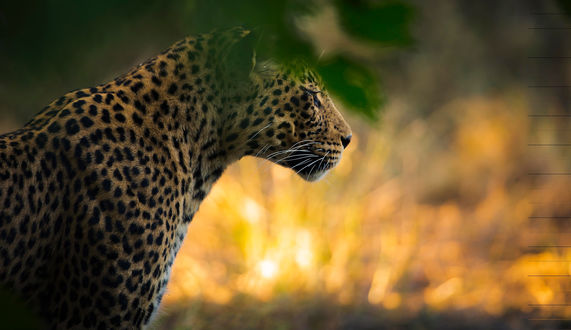 Обои на рабочий стол Леопард за листвой, фотограф Chris Fischer