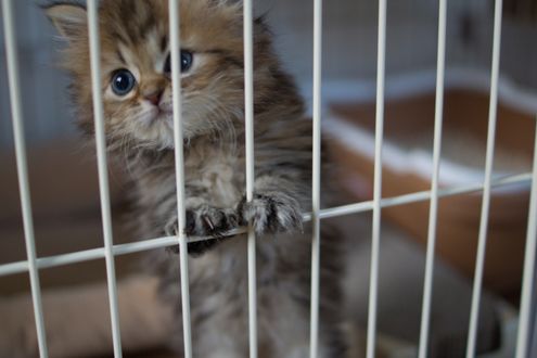 Обои на рабочий стол Котенок сидит в клетке