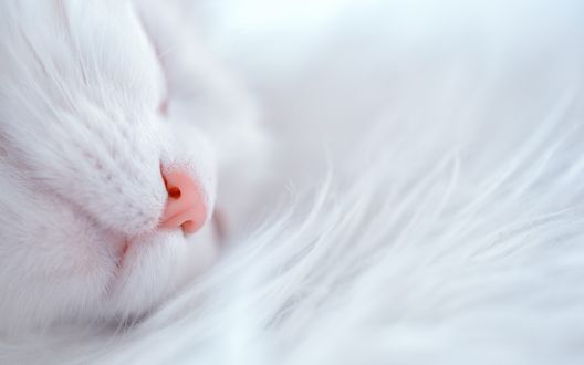 Обои на рабочий стол Белый спящий котенок