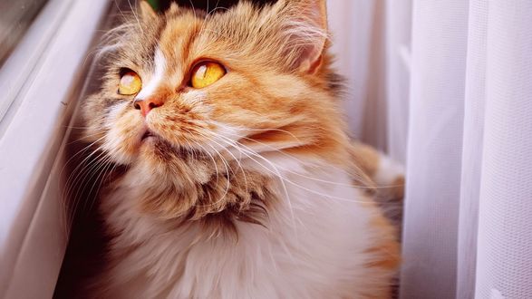 Обои на рабочий стол Рыжая кошка на фоне белых жалюзей