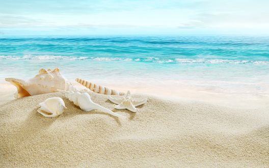 Обои на рабочий стол Различные ракушки и маленькая морская звезда на белом песке, возле голубых морских волн