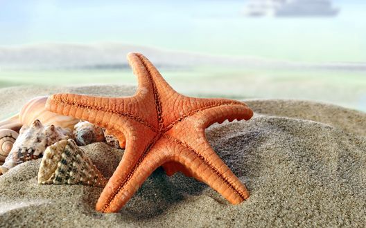 Обои на рабочий стол Красная морская звезда и ракушки на песке