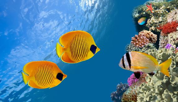 Обои на рабочий стол Желтые рыбы плавают под толщей морской воды, рядом с кораллами