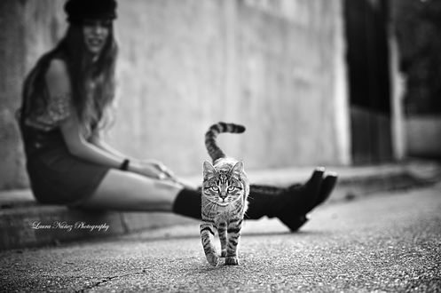 Обои на рабочий стол Девушка сидит у дороги, по которой идет кот, by Laura Nunez