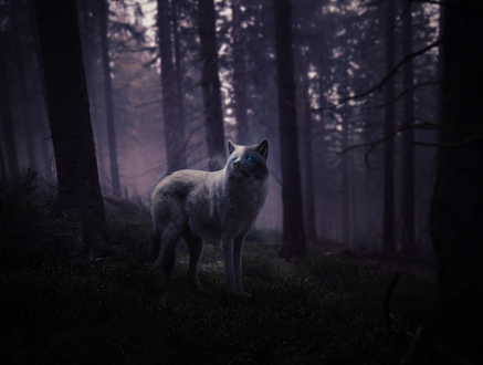 Фото волк с голубыми глазами фото