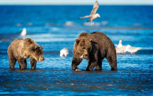 Обои на рабочий стол Медведи на берегу моря, мелководье, размытый фон с чайками и морской панорамой