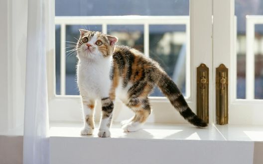 Обои на рабочий стол Вислоухий трехцветный котенок на окне