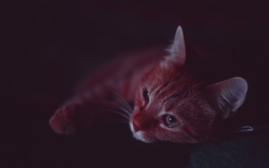 Обои на рабочий стол Рыжий котенок лежит на постели в темноте
