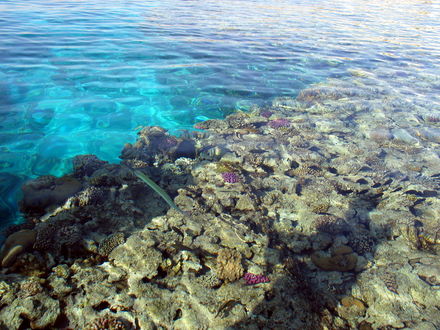 Обои на рабочий стол Прозрачные воды Sinai Scuba