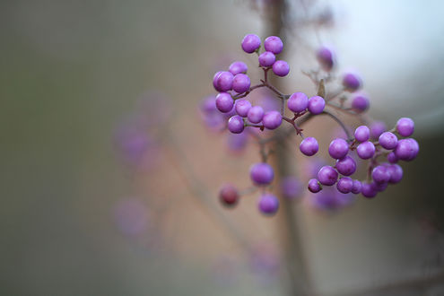 Обои на рабочий стол Сирененвые ягоды на размытом фоне, Калликарпа / Callicarpa, макро