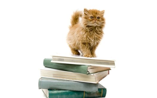 Обои на рабочий стол Рыжий котенок стоит на стопке книг