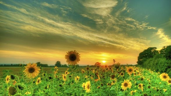 Обои на рабочий стол Поле подсолнухов на фоне неба и красивого заката