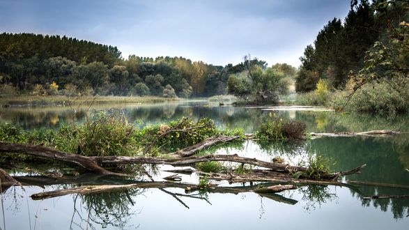 Обои на рабочий стол Slovakia, Danube / Словакия, Дунай, ветки на воде, лесистые берега, утренняя дымка