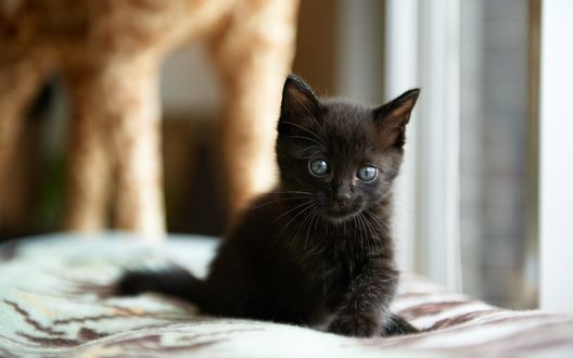 Обои на рабочий стол Черный котенок на постели
