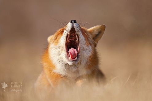 Обои на рабочий стол Лиса с открытой пастью, фотограф Roeselien Raimond
