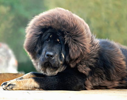 Обои на рабочий стол Печальный пес породы мастиф