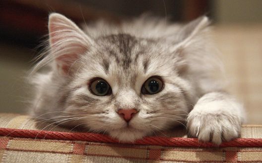 Обои на рабочий стол Лукавая мордочка котенка, лежащего на коврике, крупный план