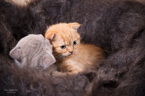Обои на рабочий стол Два маленьких котенка, фотограф Irina Z