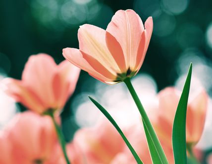 Обои на рабочий стол Розовые тюльпаны на синем фоне бликов, byjunjun510