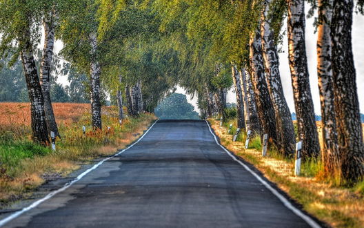 Обои на рабочий стол Дорога между березами, образовавшими аллею