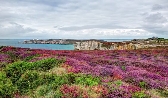 Обои на рабочий стол Bretagne, France / Бретань, Франция, морской берег, покрытый цветами, на фоне пасмурного неба