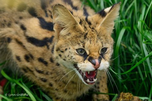 Обои на рабочий стол Дикая кошка сервал, или кустарниковая кошка шипит, сидя в траве, фото by Lynn Griffiths