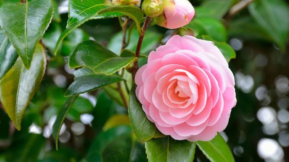 Обои на рабочий стол Розовая камелия с бутонами и листьями