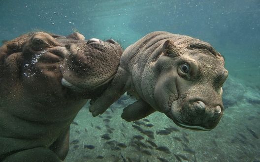 Обои на рабочий стол Бегемотиха плавает под водой со своим малышом
