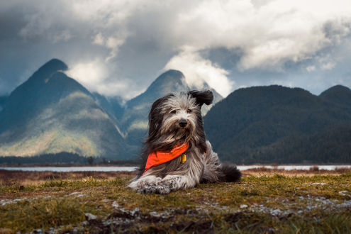 Обои на рабочий стол Пес лежит на земле на фоне гор в облаках, фотограф Lizzy Gadd