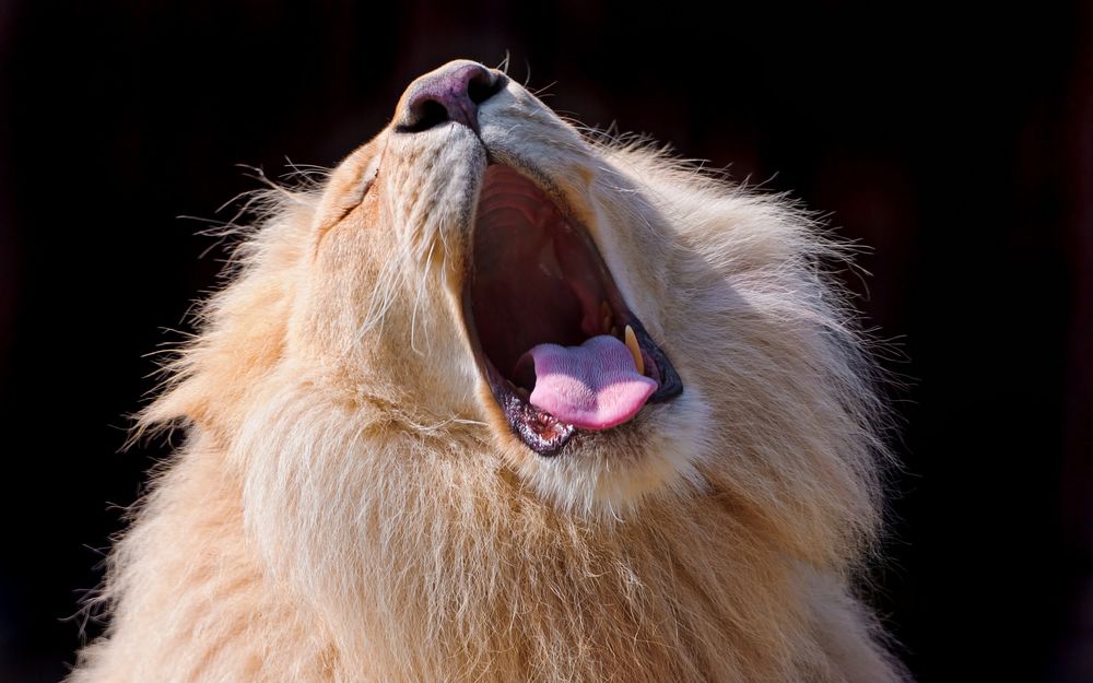 Обои для рабочего стола Зевающий лев, by Tambako The Jaguar